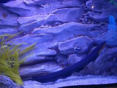 -芜湖新华联大白鲸海洋公园