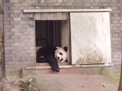 -都江堰中华大熊猫苑