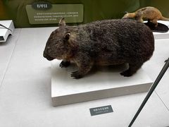 -国家自然博物馆