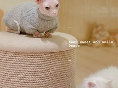 -猫腻·猫咖·撸猫馆(星光大道店)