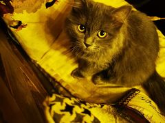 -云端咖啡私房店(河松街店)