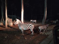 -清迈夜间动物园