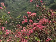 -木兰云雾山