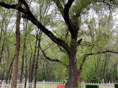 -长白岛森林公园