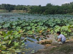 -丁香湖公园