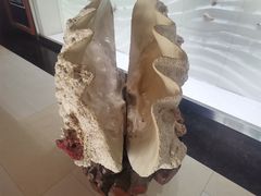 -青岛贝壳博物馆