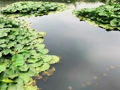 -前关湿地公园