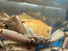 -海上明月海鲜火锅 鲜切牛肉