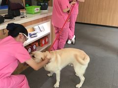 -爱妮康宠物医院·干细胞免疫细胞·肿瘤·心脏(张江店)