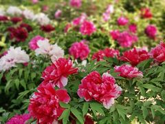 -莲花池公园