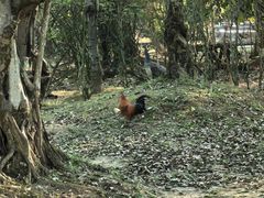 -云南勐巴娜西珍奇园