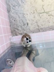 -Moni星球萌宠·小马宝莉·灵蛇·高端高阶全萌宠互动体验俱乐部(红豆国际广场店)