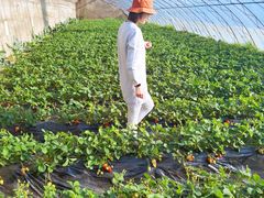 -昌平兴寿秀秀草莓采摘园