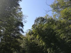 -蔡伦竹海
