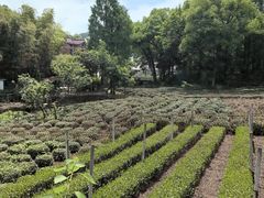 -野蔓果·山野菜(西湖景区·龙井茶田店)