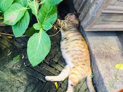 -猫的天空之城概念书店(苏州平江店)