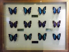 -上海昆虫博物馆