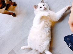 -猫儿山۰猫主题餐厅