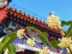 -颐和园