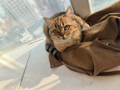 -共舞时光猫咖·狗咖(新街口店)