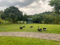 -福建鲤鱼洲酒店