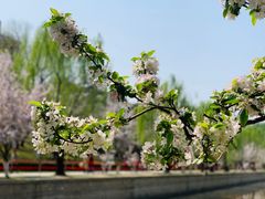 -海棠花溪(元大都城垣遗址公园)