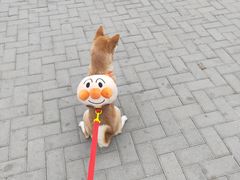 -宠爱国际动物医院·疑难骨科·心肾内科·皮肤科(太阳宫店)