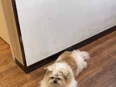 -瑞派紫金宠物医院24小时·骨科·中兽医·重症转诊中心(番禺大石院)