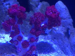 -迪拜水族馆及水下动物园