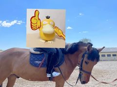 -北京群众马术培训基地