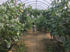 -马陆小张葡萄园农家乐