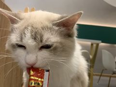 -飞行喵MR PILOT|猫舍·猫咖(静安大融城店)