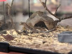 -帕帕拉兹宠物(亚洲旗舰店)