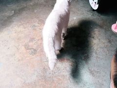 -喵屿·大理花园猫咖