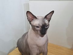 -李小姐の猫咖啡馆(五角场店)