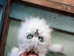 -喵屿·大理花园猫咖