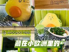 -油梨树AVOCADO TREE(顺义新国展店)