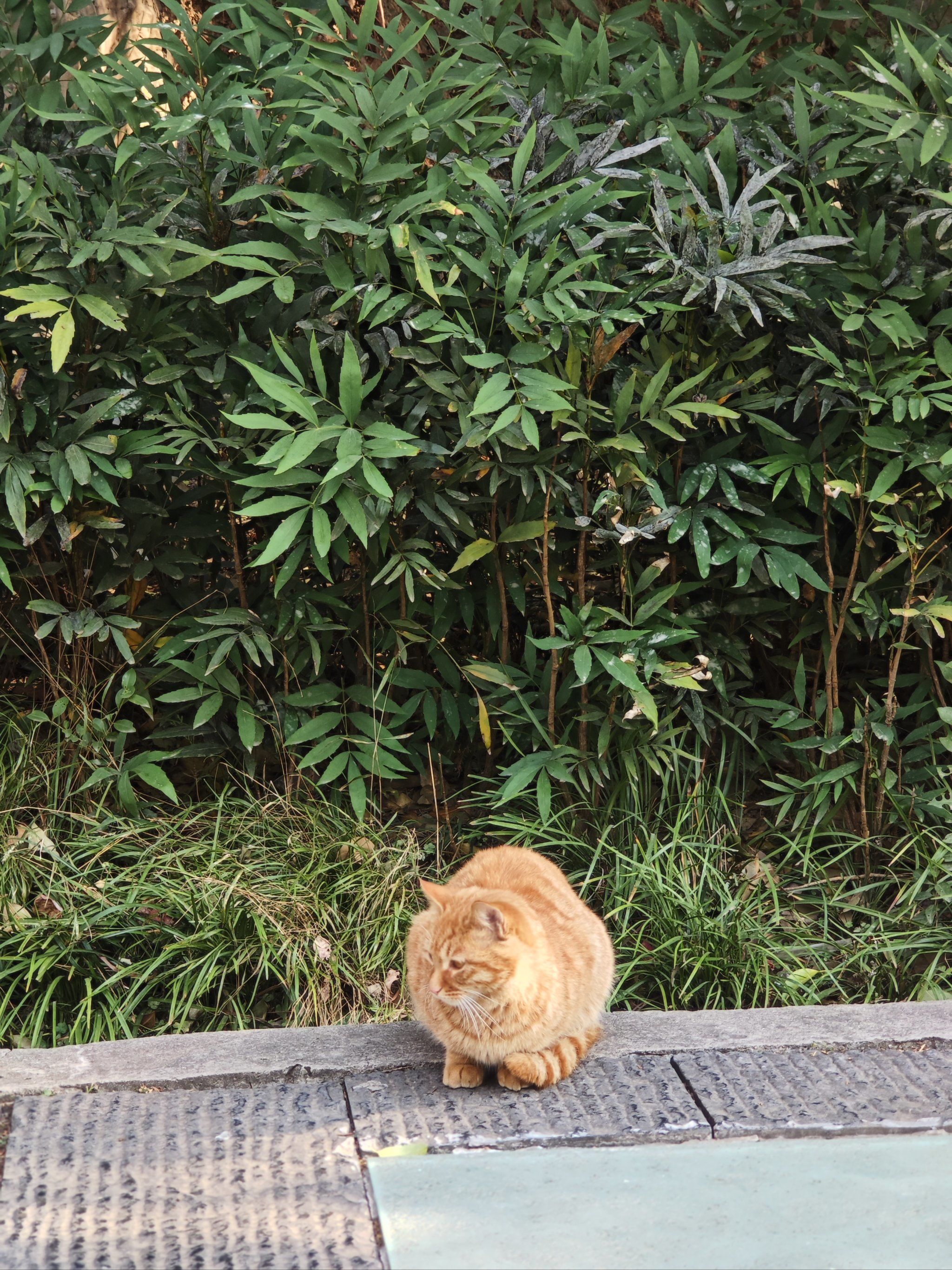 龙门石窟的小"禅猫"[爱心][爱心][爱心]