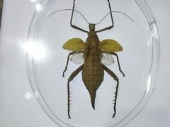 -上海昆虫博物馆