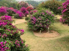 -中国科学院西双版纳热带植物园