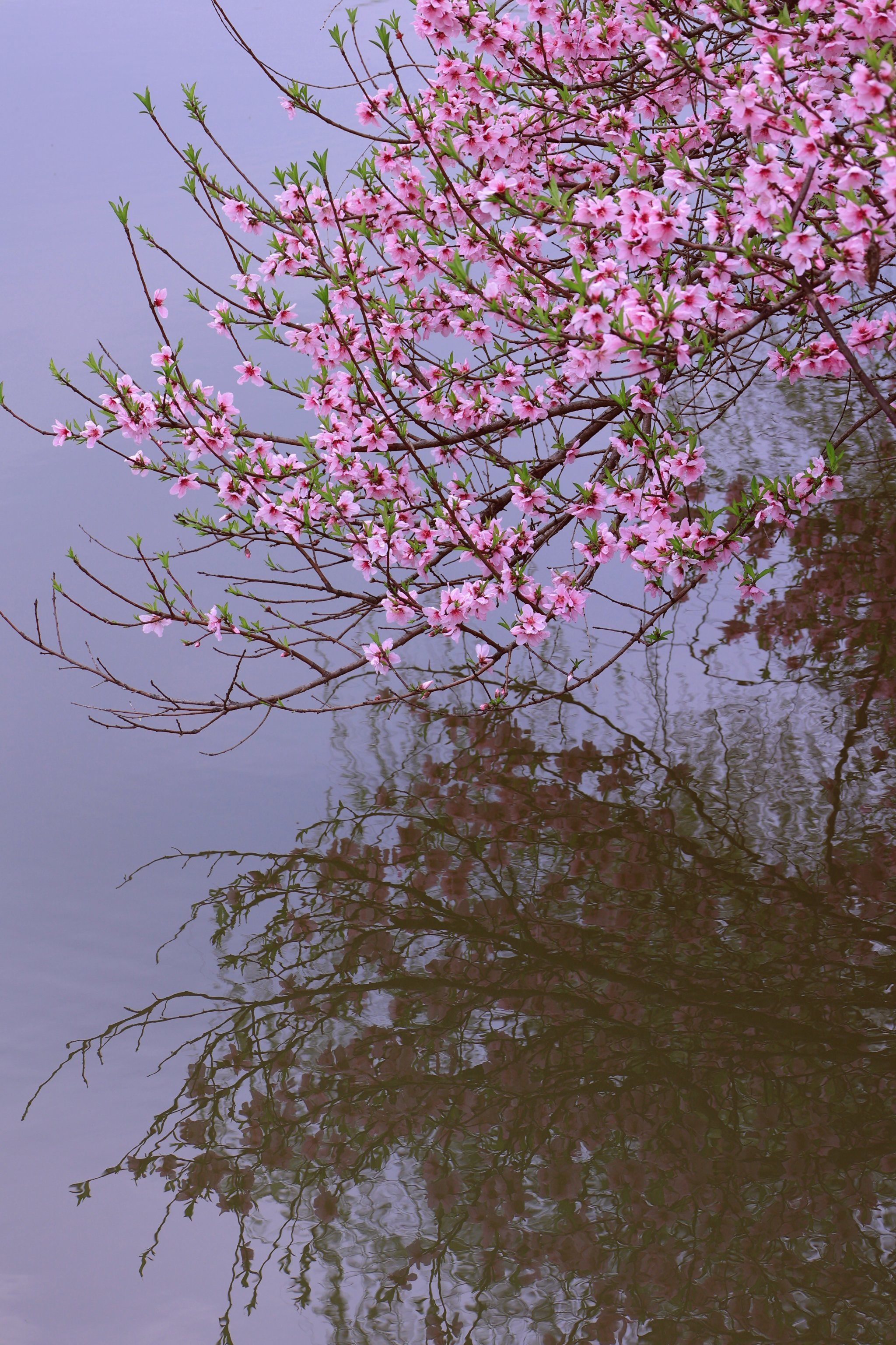 桃花流水落春晖