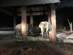 -清迈夜间动物园