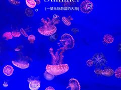 -江和美海洋公园