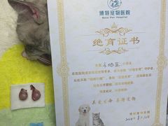 -博特宠物医院24h犬猫全科.骨科·异宠
