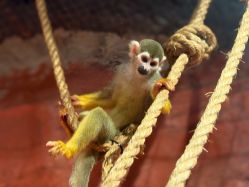 -Zoolung Zoolung动物主题公园(海信广场店)