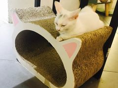 -有猫主题·治愈系猫咖(曾厝垵店)
