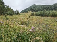 -白草畔自然风景区