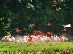 -广州长隆飞鸟乐园