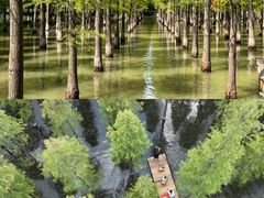 -泗洪洪泽湖湿地景区