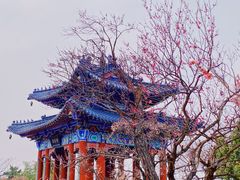 -梅花山(明孝陵内)
